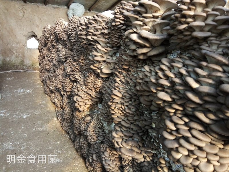 平菇母种【平菇菌种】菌棒原种栽培种品质上乘保证质量