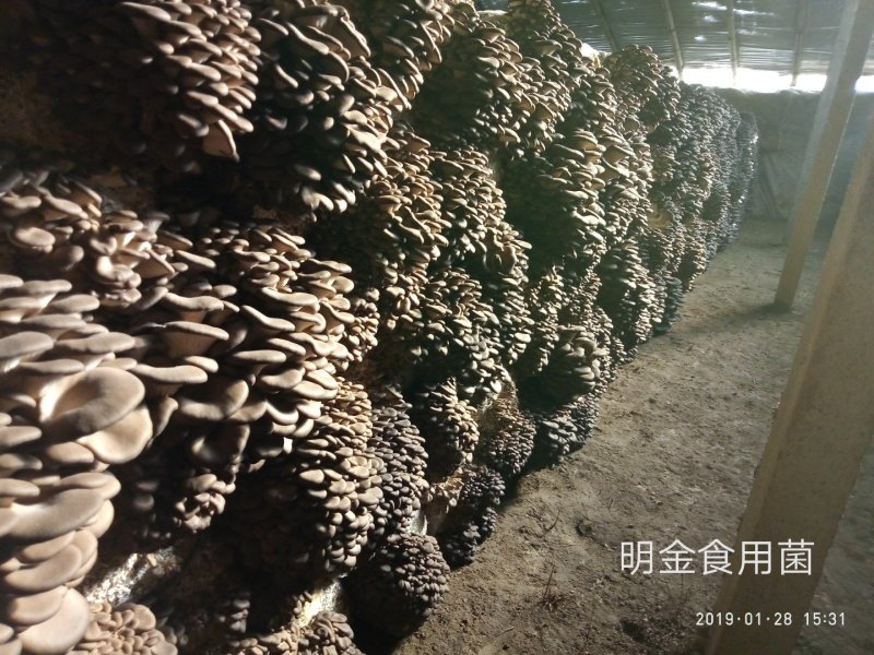 平菇母种【平菇菌种】菌棒原种栽培种品质上乘保证质量