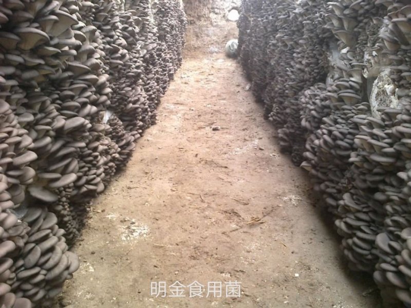 平菇母种【平菇菌种】菌棒原种栽培种品质上乘保证质量