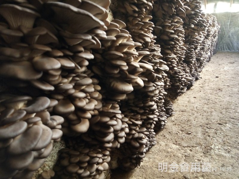 平菇母种【平菇菌种】菌棒原种栽培种品质上乘保证质量