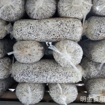 平菇母种【平菇菌种】菌棒原种栽培种品质上乘保证质量