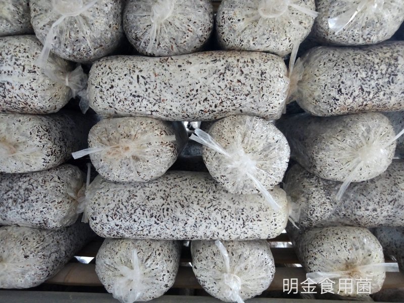 平菇母种【平菇菌种】菌棒原种栽培种品质上乘保证质量
