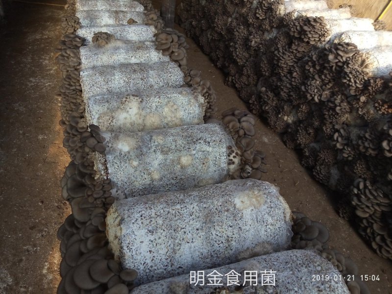 平菇母种【平菇菌种】菌棒原种栽培种品质上乘保证质量