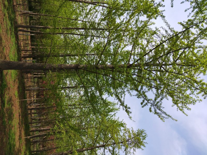 中国银杏之乡自产自销供应30公分银杏树，树形优价格优惠。