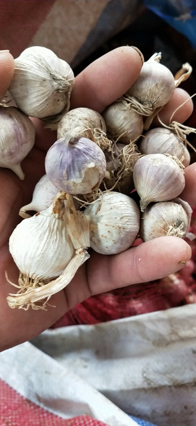 独头蒜种，精品蒜苗种子