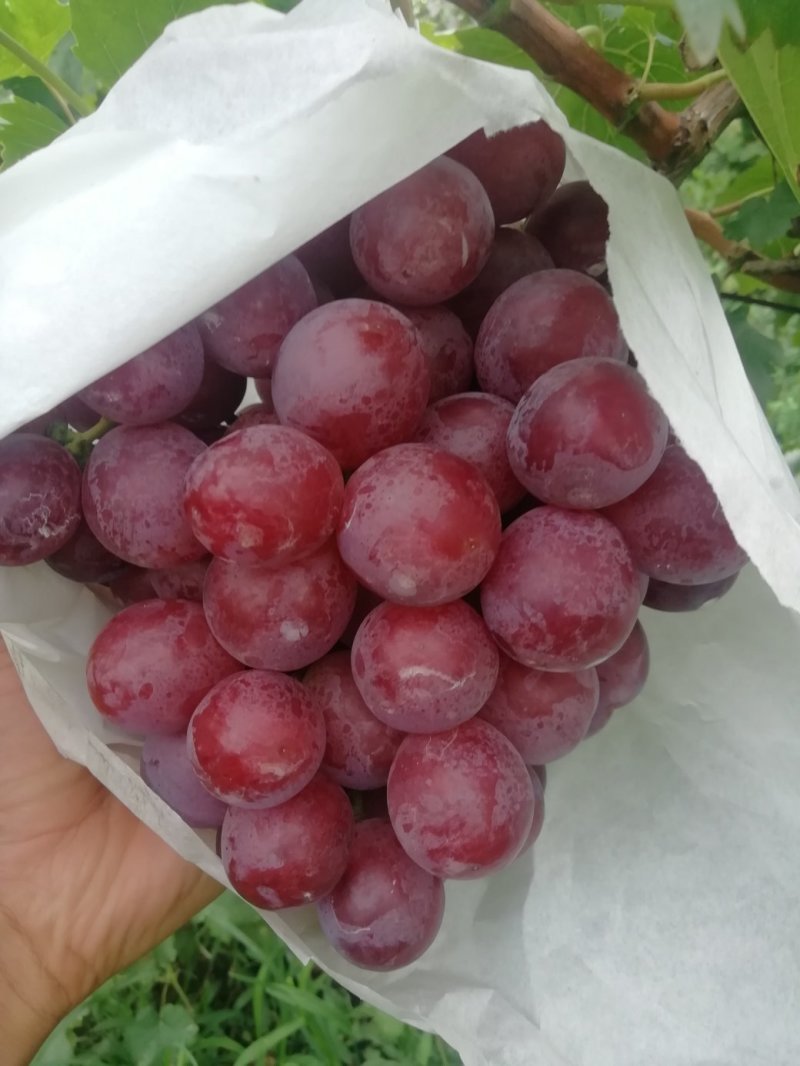 陕西雨棚红提葡萄批发，红提葡萄产地价格，红提葡萄价格