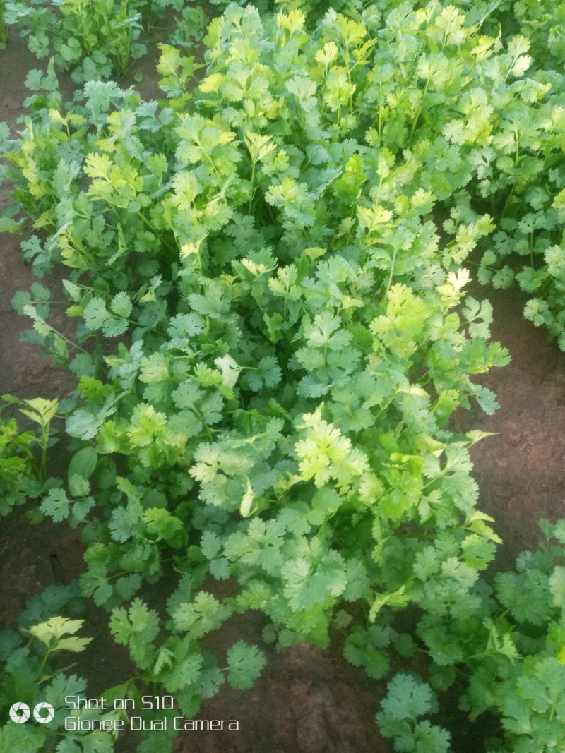香菜