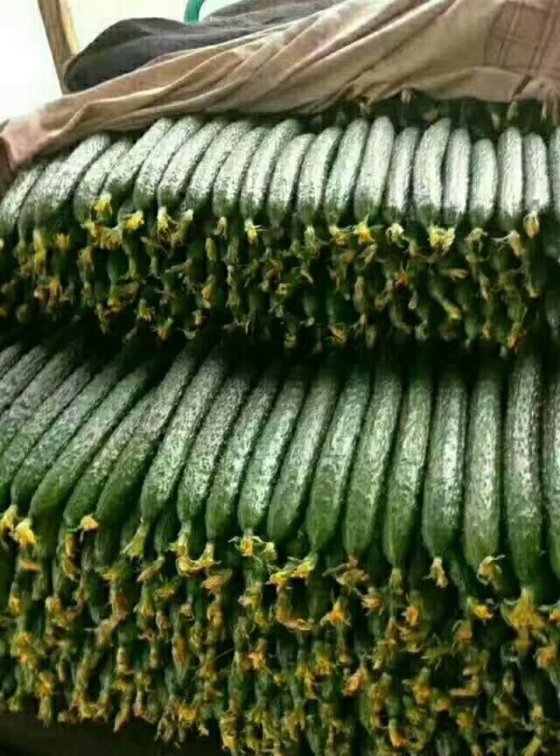 黄瓜