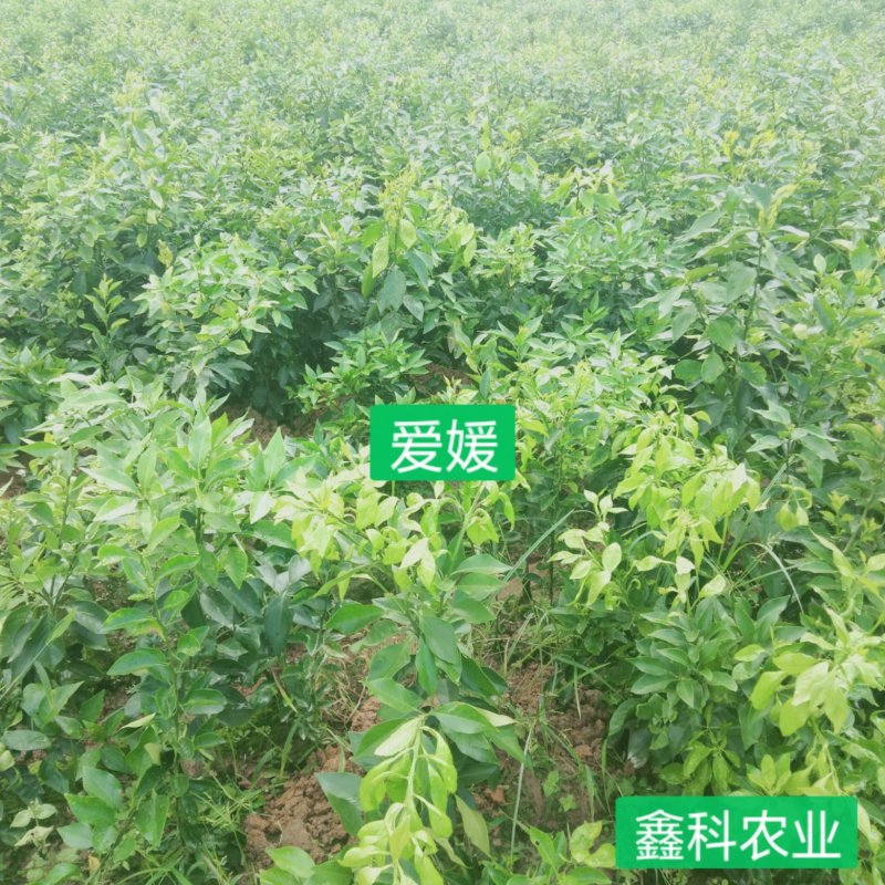 爱媛38号苗，苗圃现挖现发，包纯正，可签订合同，欢迎考察