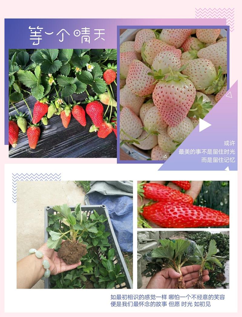红颜莓苗，脱毒苗，组培草莓苗提供技术指导