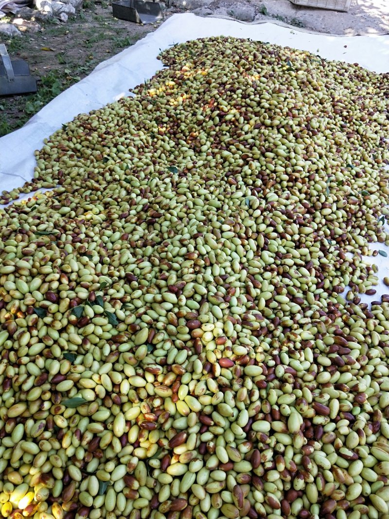 马牙枣