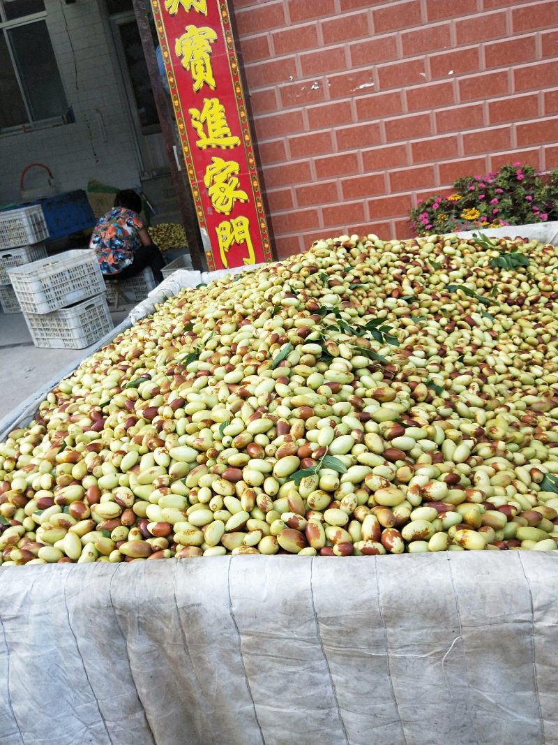 马牙枣