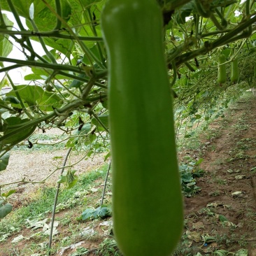瓠瓜胡子大量