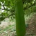 瓠瓜胡子大量