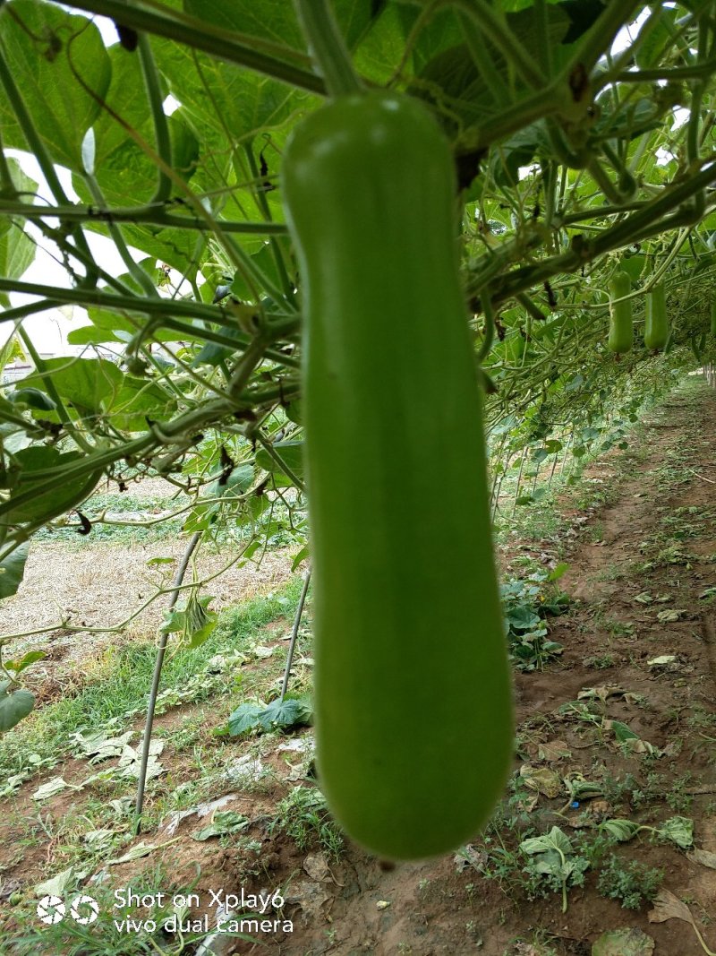瓠瓜胡子大量