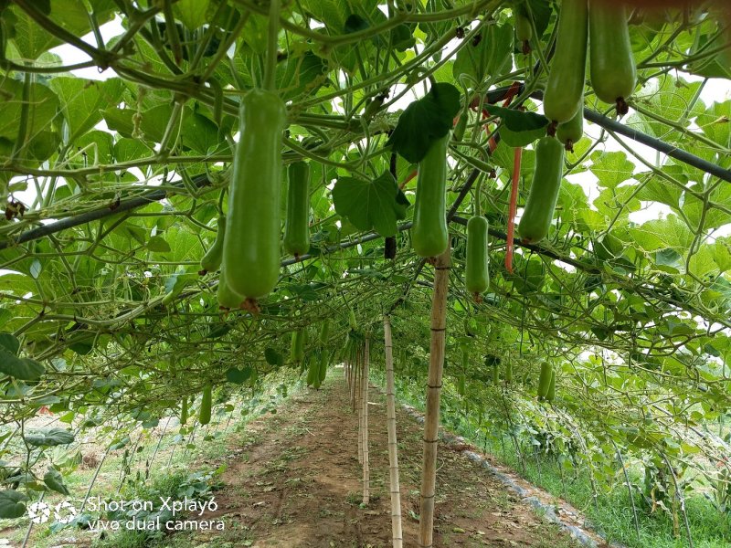 瓠瓜胡子大量