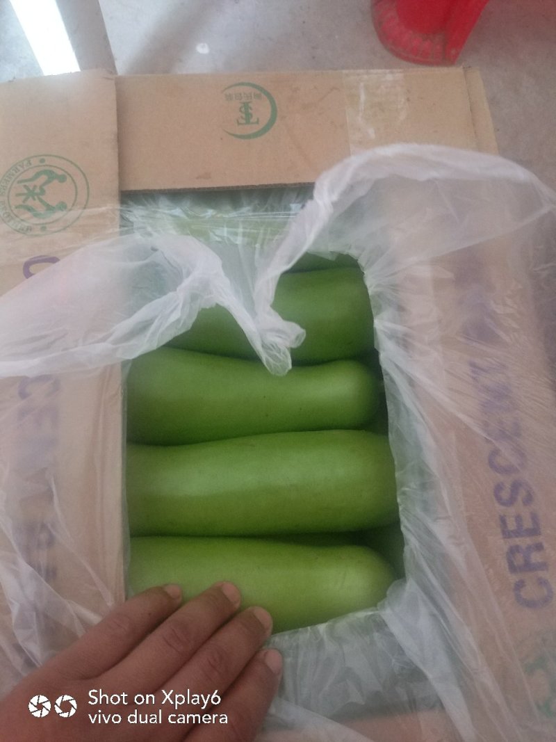 瓠瓜胡子大量