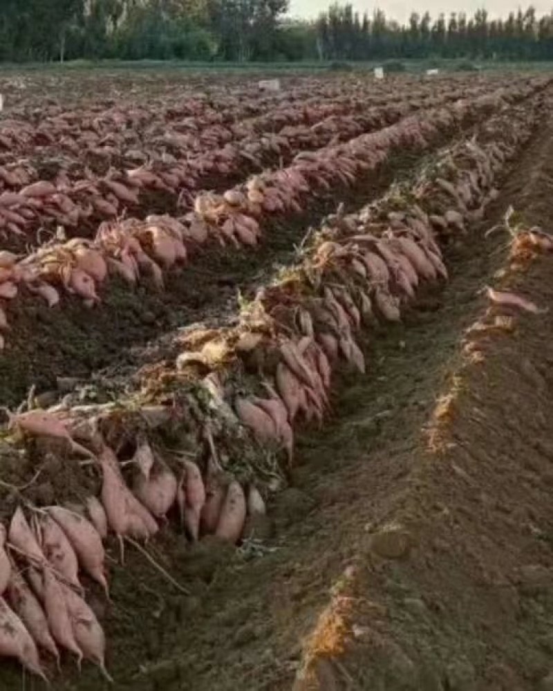 红薯西瓜红大量供应又甜又面口感非常好欢迎各位客商光临