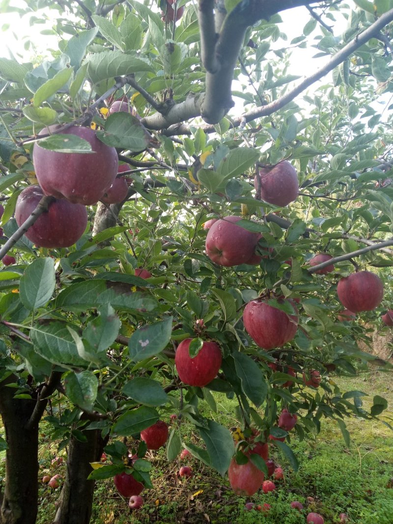 代办礼县花牛，库存鲜果如需要库里提取