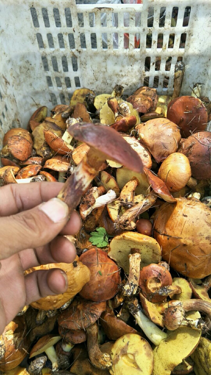 乳牛肝菌、（褐环乳牛肝菌）落叶松松蘑