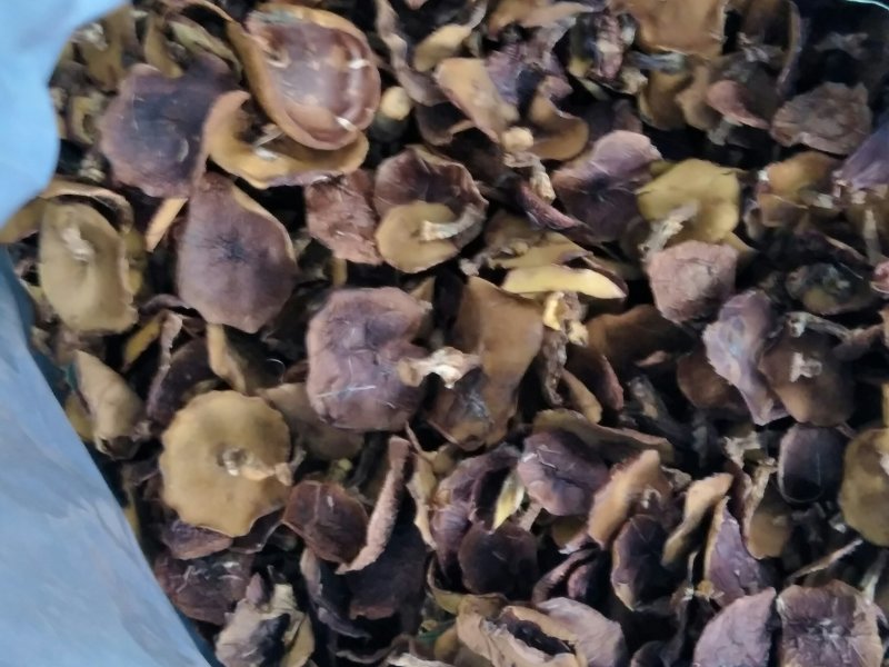 乳牛肝菌、（褐环乳牛肝菌）落叶松松蘑