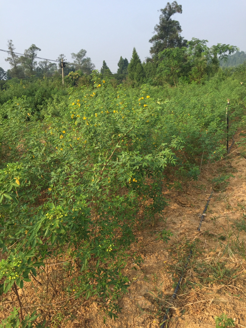 黄花槐