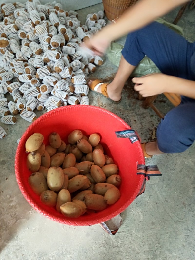 米良一号绿心猕猴桃