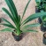 长叶国兰批发处理了