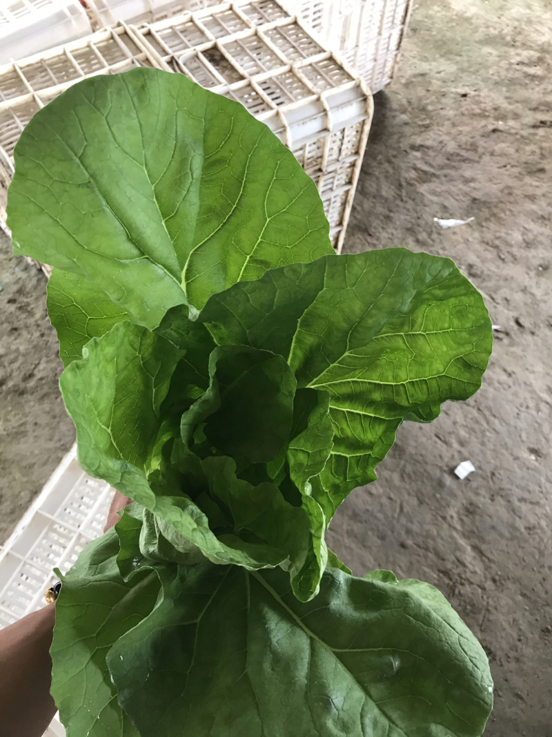 毛白菜