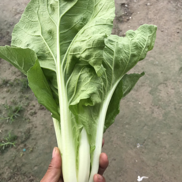 毛白菜
