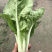 毛白菜