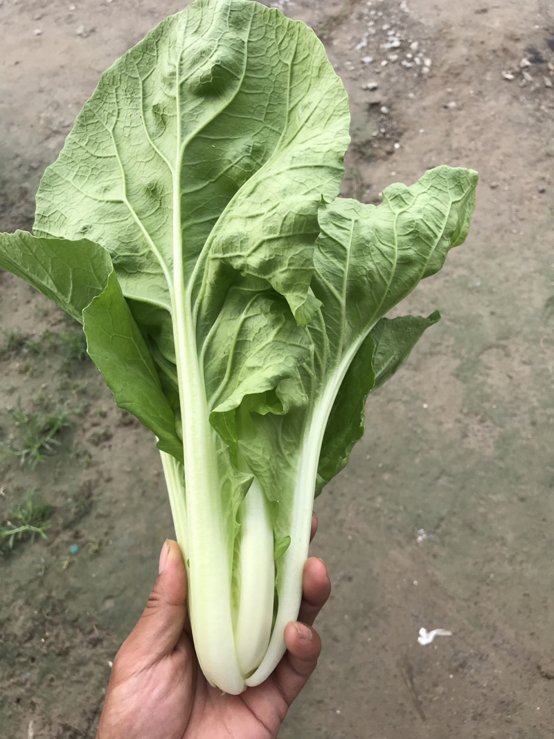 毛白菜