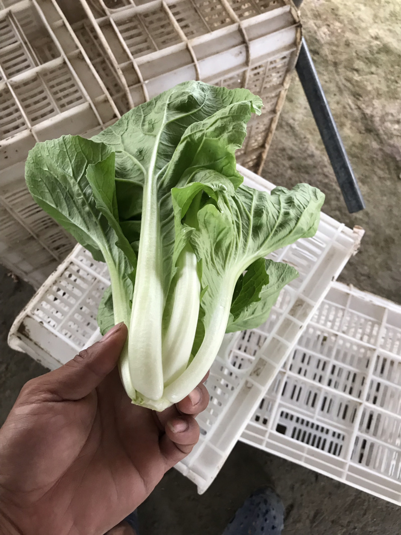 毛白菜
