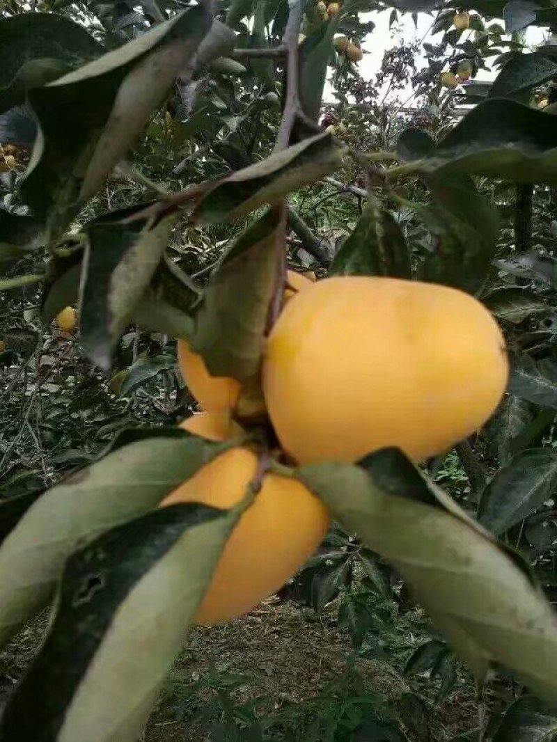 柿子芒果，金平，脆甜，用气加工，产地批发，不包邮