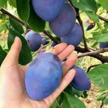 李子树苗蜂糖李，西梅女神，恐龙蛋，技术指导签购苗合同
