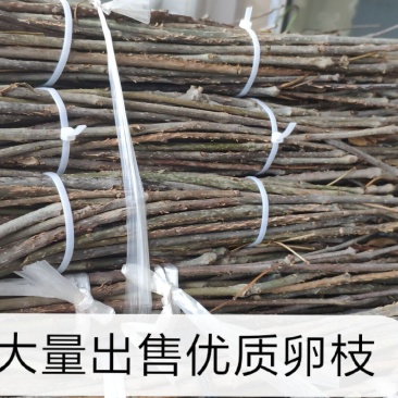 优质金蝉卵枝