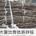 优质金蝉卵枝
