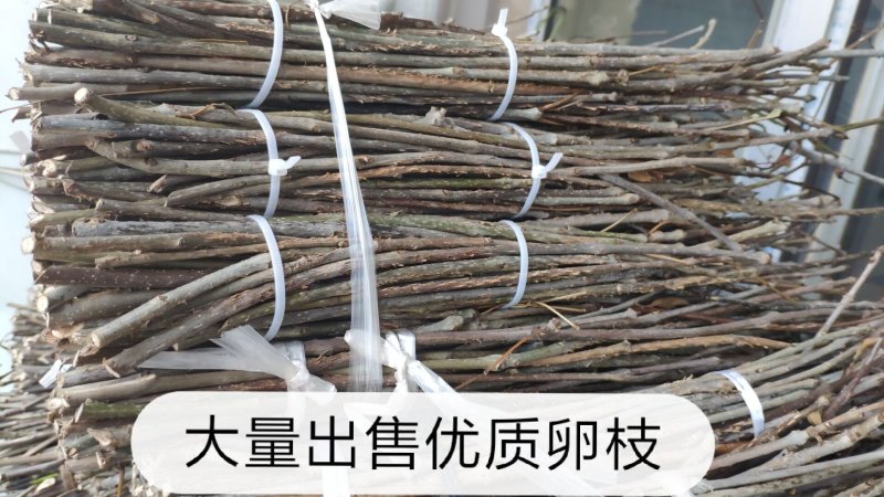 优质金蝉卵枝