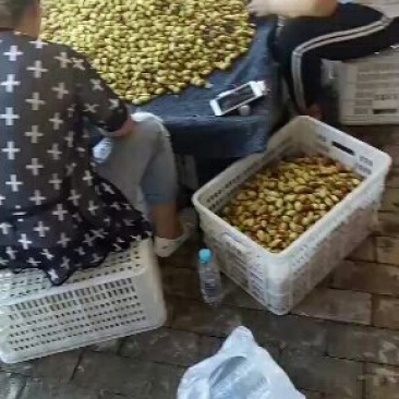 马牙枣