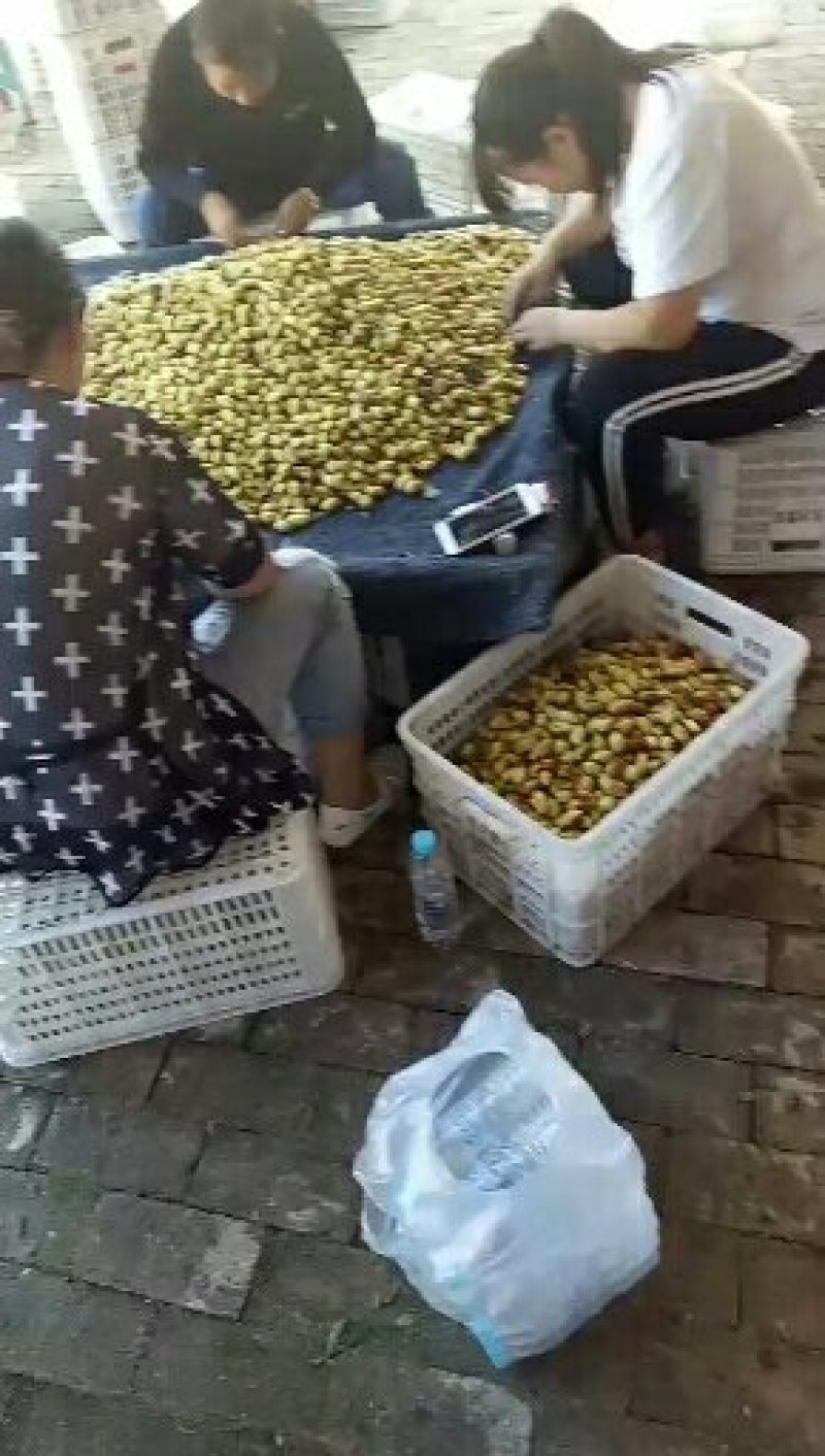 马牙枣