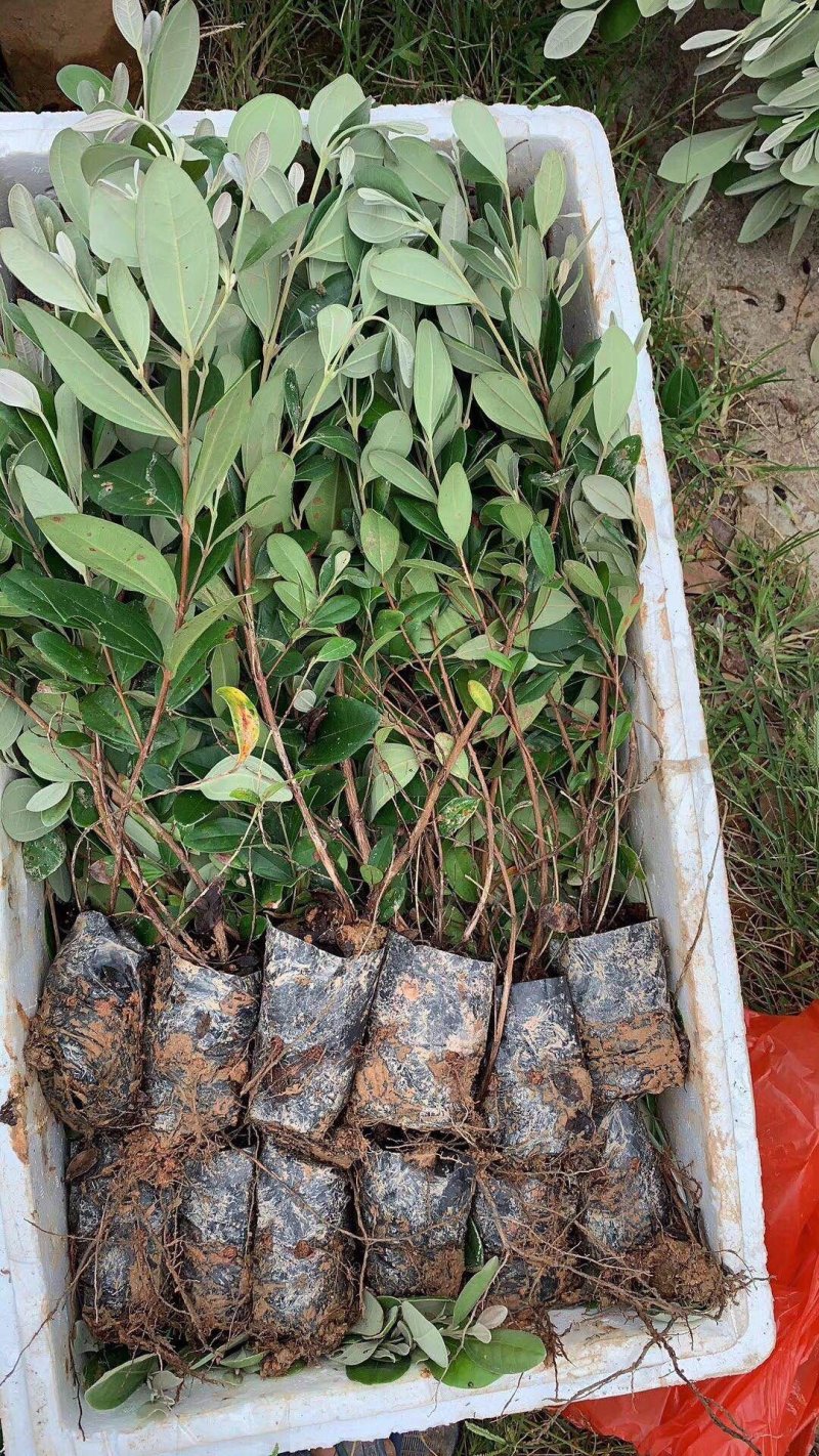 山捻子杯苗，乌多尼苗