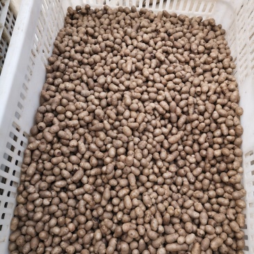 山药豆中豆1公分到1.3公分的电商专用价格优惠