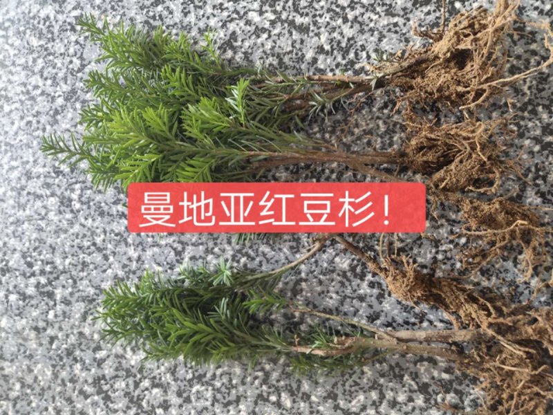 红豆杉苗南方红豆杉苗南方红豆杉树南方红豆杉苗包邮！