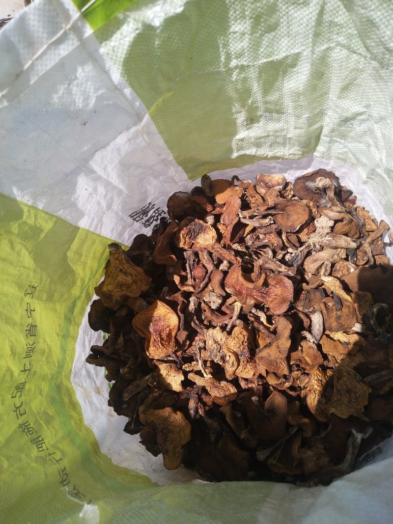手挑干净松蘑，自然干无虫货需要的联系我吧