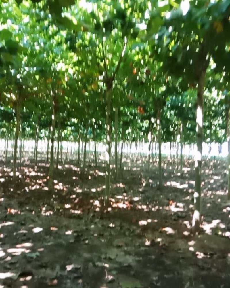 10---15公分法桐