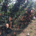 山东莱西新高梨万亩种植基地大量现货供应欢迎来电咨询