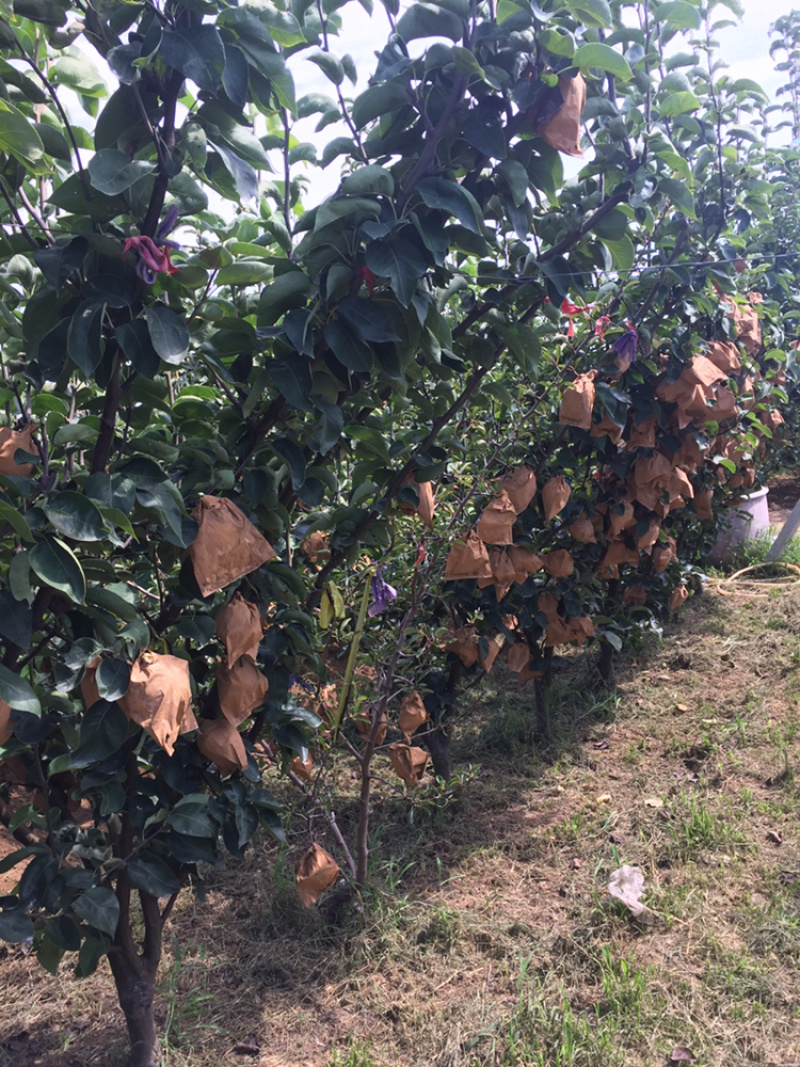 山东莱西新高梨万亩种植基地大量现货供应欢迎来电咨询