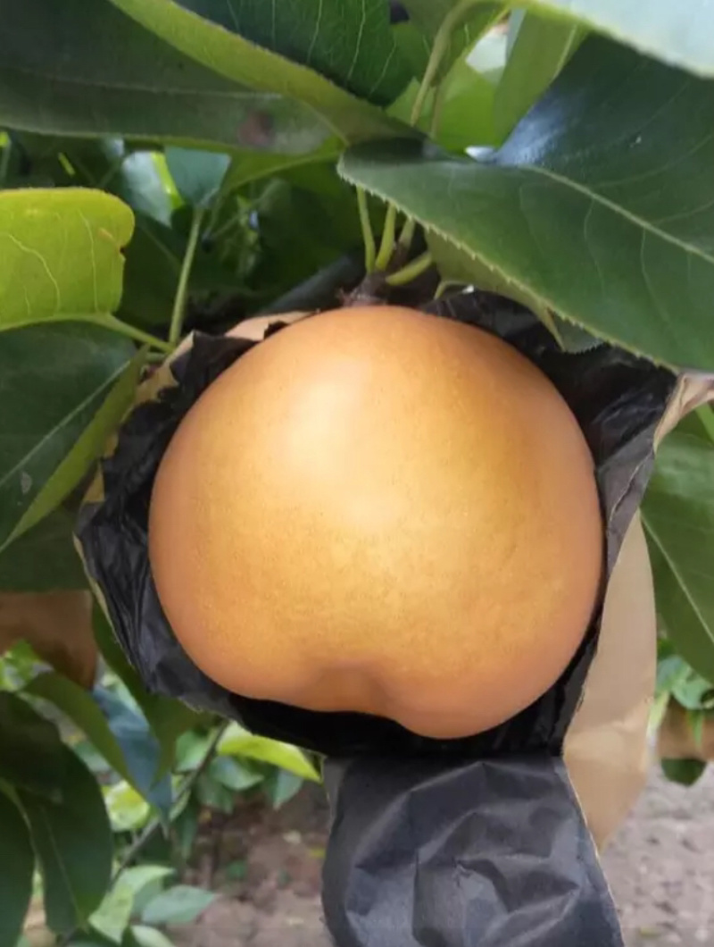 山东莱西新高梨万亩种植基地大量现货供应欢迎来电咨询
