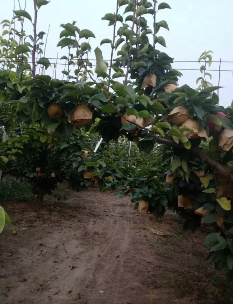 山东莱西新高梨万亩种植基地大量现货供应欢迎来电咨询