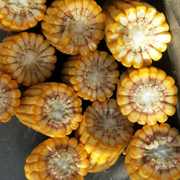 玉米棒大量